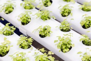 Using a Hydroponic System to farm Crypto-Currency.